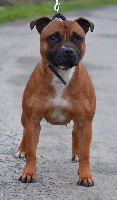 Étalon Staffordshire Bull Terrier - Lil'heart aka lila korrigan dit lila (Sans Affixe)