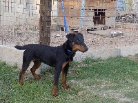 Étalon Terrier de chasse allemand - Jabot Du Village Normand