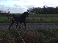 Étalon Terrier de chasse allemand - Loubard Du Village Normand