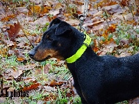 Étalon Terrier de chasse allemand - Liame (dite lorca) (Sans Affixe)
