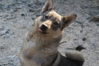 Étalon Spitz des Visigoths - Jane marple Des coeurs d'alène