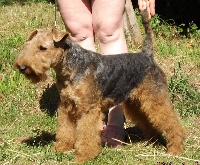 Étalon Welsh Terrier - Lancôme mon trésor des Hautes Terres D'Avalon
