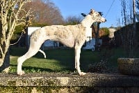 Étalon Whippet - My-beauty Une Histoire Sans Fin