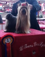 Étalon Yorkshire Terrier - CH. H isatys queen D'ivena des lys