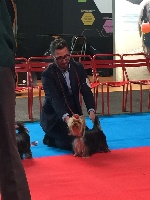 Étalon Yorkshire Terrier - Oki square Love