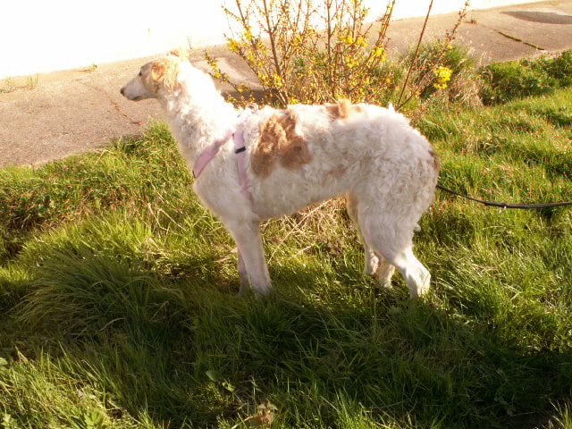 Publication : des Joyaux d'Alésia Auteur : Des Marais De Bremes