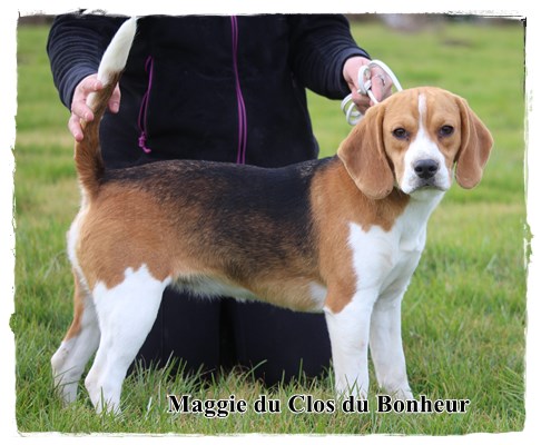 Maggie du clos du bonheur