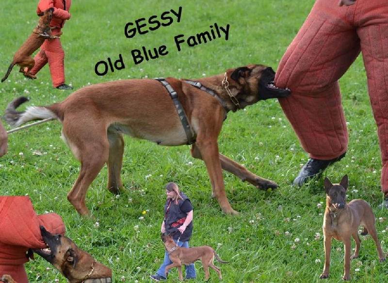 Gessy Old blue family