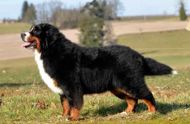 Publication : du Haras de la Vergne 