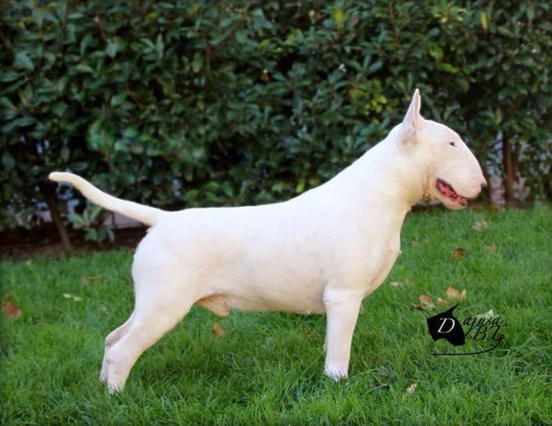 Publication : Bull's Den Auteur : DAJUSA BULL TERRIER