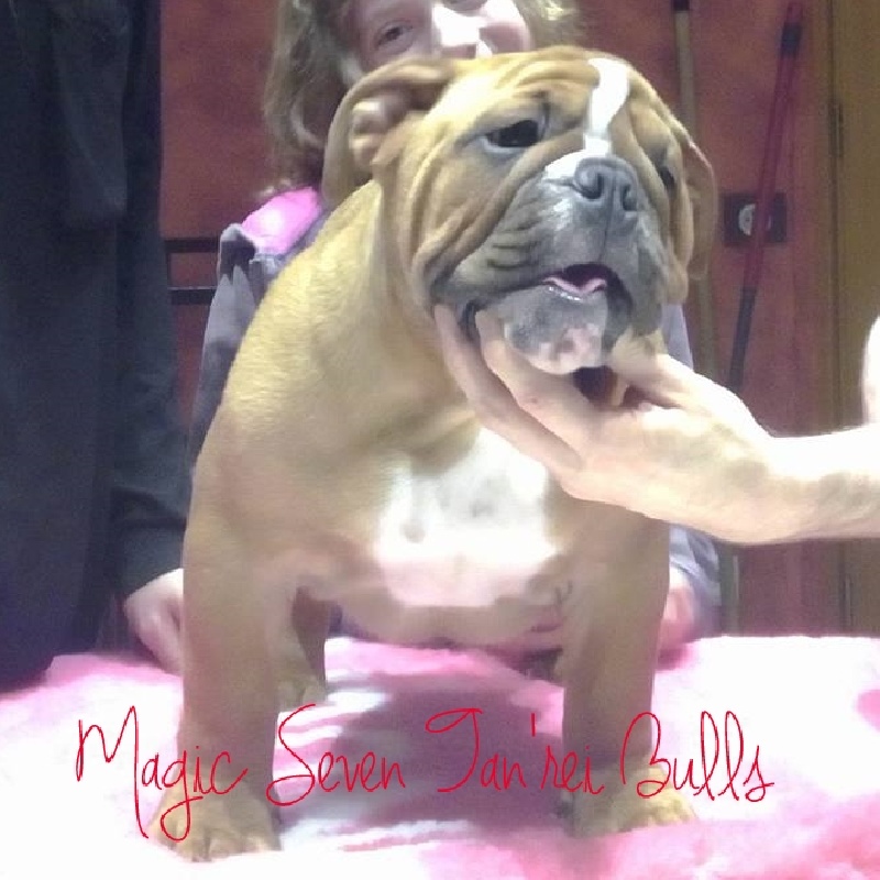 Publication : Hihibull's Auteur : Tan'rei Bulls