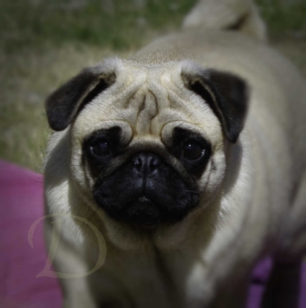 Publication : Dreamlander Auteur : Dreamlander