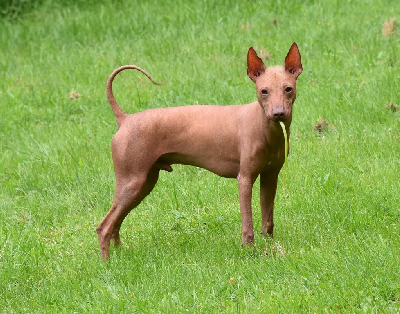 Publication : De korrantoh Auteur : korrantoh