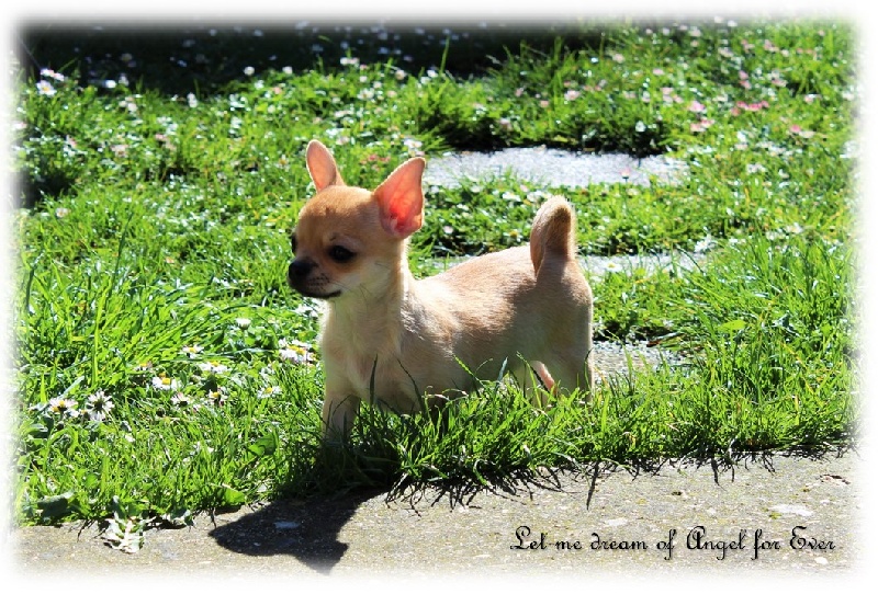 Publication : Little Miss Sunshine 