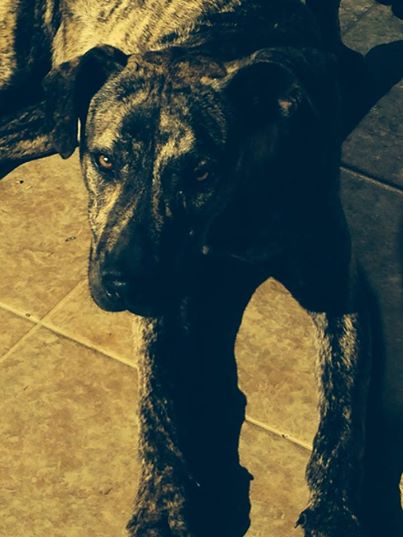 Publication : du domaine de Dalfinat Auteur : sophie perez