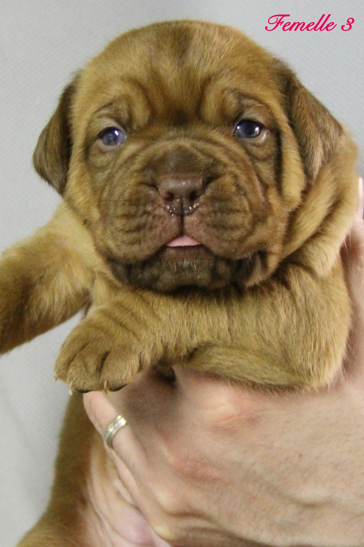 Mary poppins De La Maison D'izzie