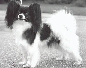 Silenzio's Diana ross