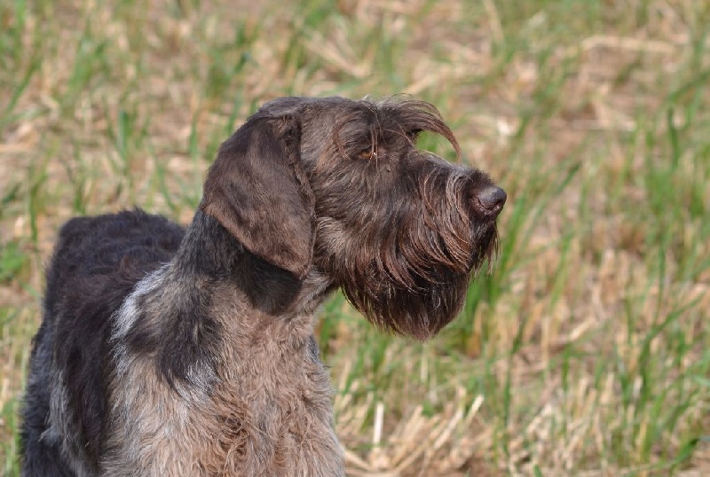 Publication : Du Rio Parana 