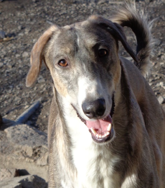 Publication : de l'Etoile du Centaure 