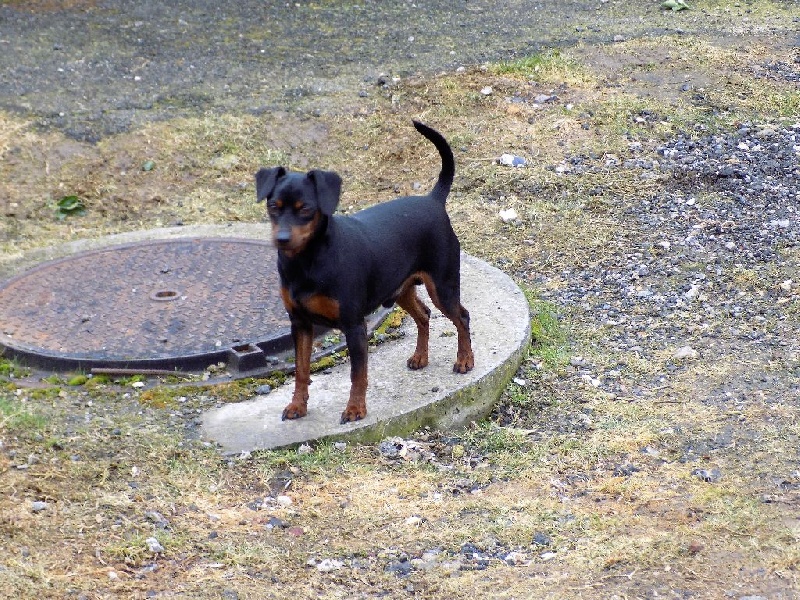 Publication : Des Pinchoux Nain