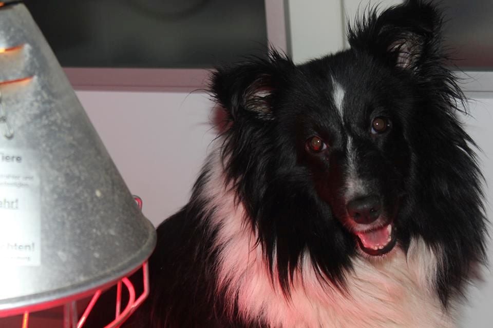 Jasmyne noire Des Shelties De La Rose