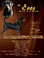 Étalon Rottweiler - CH. Eros des Rotts de la Baronnie