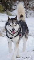 Étalon Alaskan Malamute - I-pod orkoutsk of Greystone Shadow