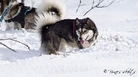 Étalon Alaskan Malamute - Lady black widow of Greystone Shadow