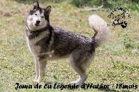 Étalon Alaskan Malamute - Jawa De La Légende D'Hathor