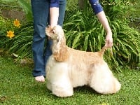 Étalon American Cocker Spaniel - Hawai A touch of snow