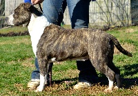 Étalon American Staffordshire Terrier - kanock Yanis