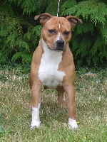 Étalon American Staffordshire Terrier - Jerrye of Woodcastle's Dogs