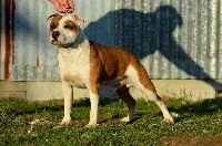 Étalon American Staffordshire Terrier - Like à boy white head du Domaine Passionnel d'Enzo
