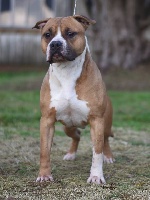 Étalon American Staffordshire Terrier - jc ring angels King born for woodcastle