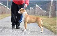 Étalon American Staffordshire Terrier - Mein staffi Little dragon