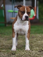 Étalon American Staffordshire Terrier - Lord of Woodcastle's Dogs