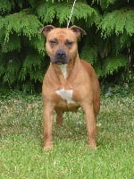 Étalon American Staffordshire Terrier - Hot red of Woodcastle's Dogs