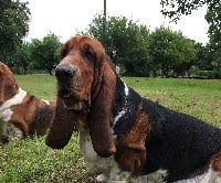 Étalon Basset Hound - Lol du domaine de kérouant