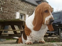 Étalon Basset Hound - Funny dog du domaine de kérouant