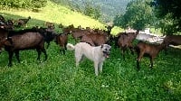 Étalon Berger Kangal - Jolanne de la cascade d'Orlier