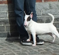 Étalon Bull Terrier Miniature - troll dogs Roxy