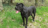 Étalon Cane Corso - Isis du temple de jade