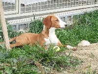 Étalon Chien courant de la vallee de la Save - Leslie Des Laçets De Montvernier