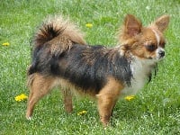 Étalon Chihuahua - Ishka du Rêve de la patte d'or