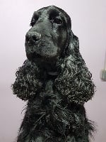 Étalon Cocker Spaniel Anglais - Italique de made in Roques