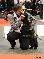 Étalon Cocker Spaniel Anglais - Maserati blue des sous-bois Becassiers