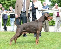 Étalon Dobermann - CH. Hannah happy Vom heckendorf