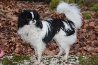 Étalon Epagneul Japonais - Makimono De la bacska