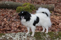 Étalon Epagneul Japonais - Moshiki De L'ile Radieuse