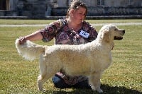 Étalon Golden Retriever - CH. Kweencie du Val de la Juliene